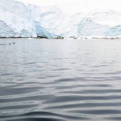 Thousands of penguins on the beach