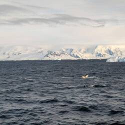 Finally managed to photograph a humpback whale fluke (tail)