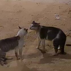 Katzenjammer- oder doch nur ein Gespräch unter Freunden?