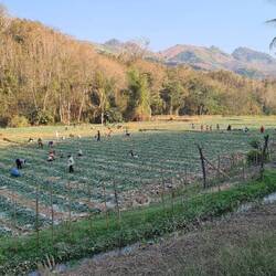 Arbeiter im Reisfeld