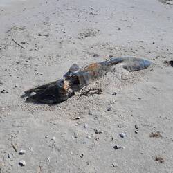 Leider trifft man hier auch auf tote Tiere