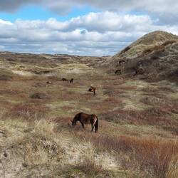 Die erste Herde Wildpferde.