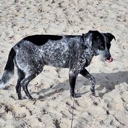 Frodo bekam etwas Artgerechtes.