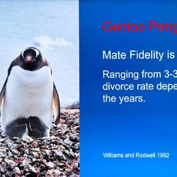 Contrary to popular belief, penguins are not necessarily monogamous.