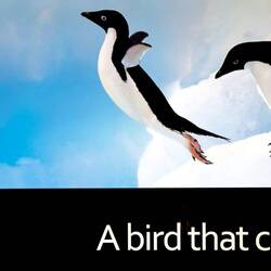 Penguins have no predators on land or in the air.