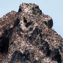 Shag Rocks ... Scotia Sea.