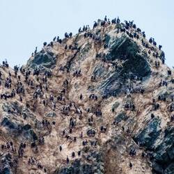Shag Rocks ... Scotia Sea.