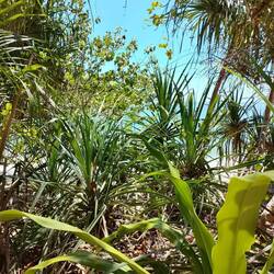 Wie bei Robinson Crusoe