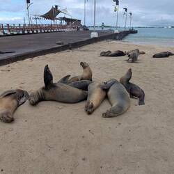 Wild was los am Pier
