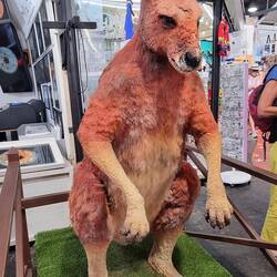 Rotes Riesenkänguru