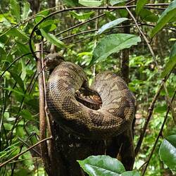 Boa atop a tree stump. This species can climb trees to go after lemurs.