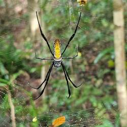 Beautiful spider in her web