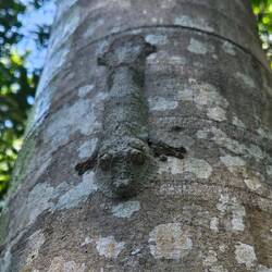 Leaf-tailed gecko on a tree trunk