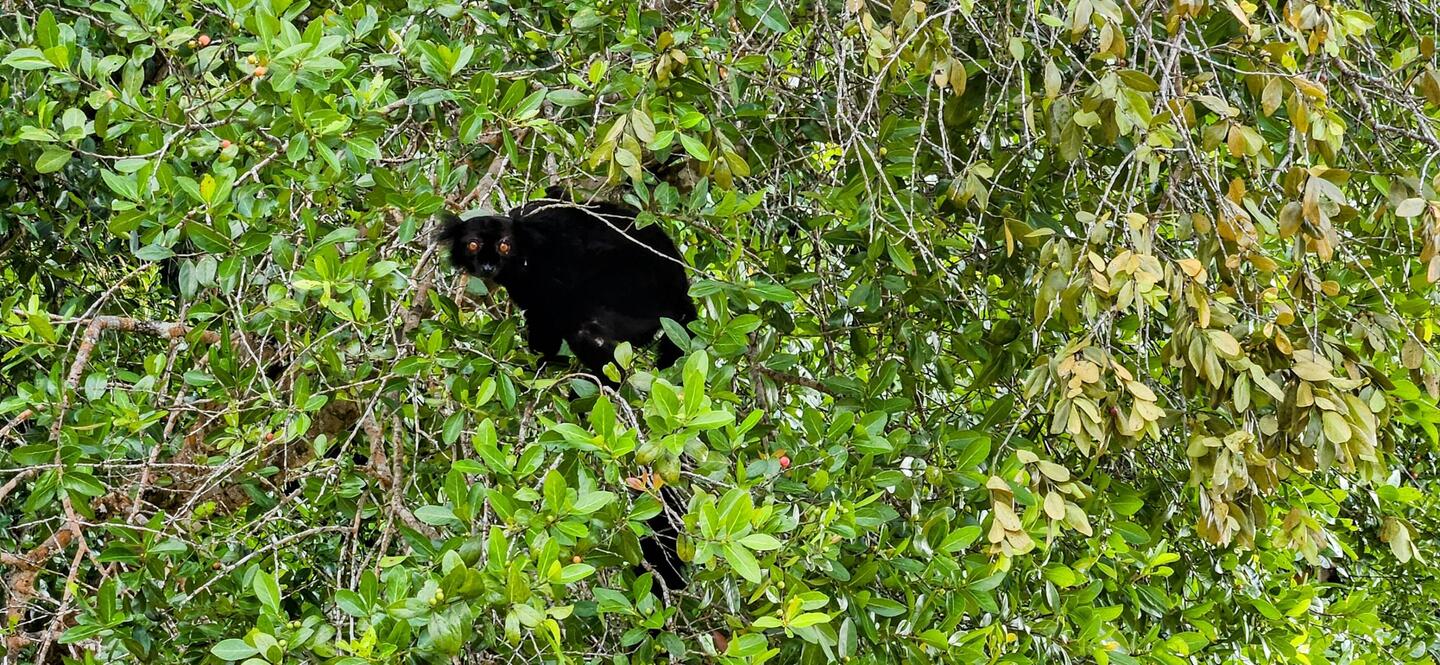 Black lemur in a fruiting tree overhanging the beach