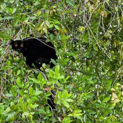 Black lemur in a fruiting tree overhanging the beach