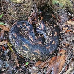 Boa coiled up napping at the base of a tree