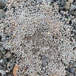 Auf dem Weg zu Gollum's Pool (Szene aus Herr der Ringe)