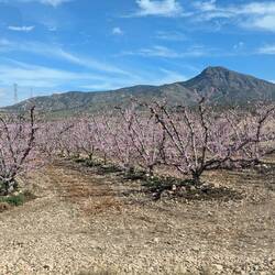 Blühende Obstbäume - könnten Kirschen sein