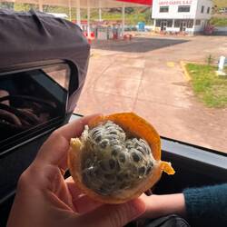 mini neue lieblingsfrucht (Passionsfrucht aber nur die Sorte!)