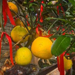 Not sure what fruit this is.....