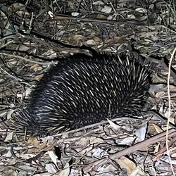 Echidna
