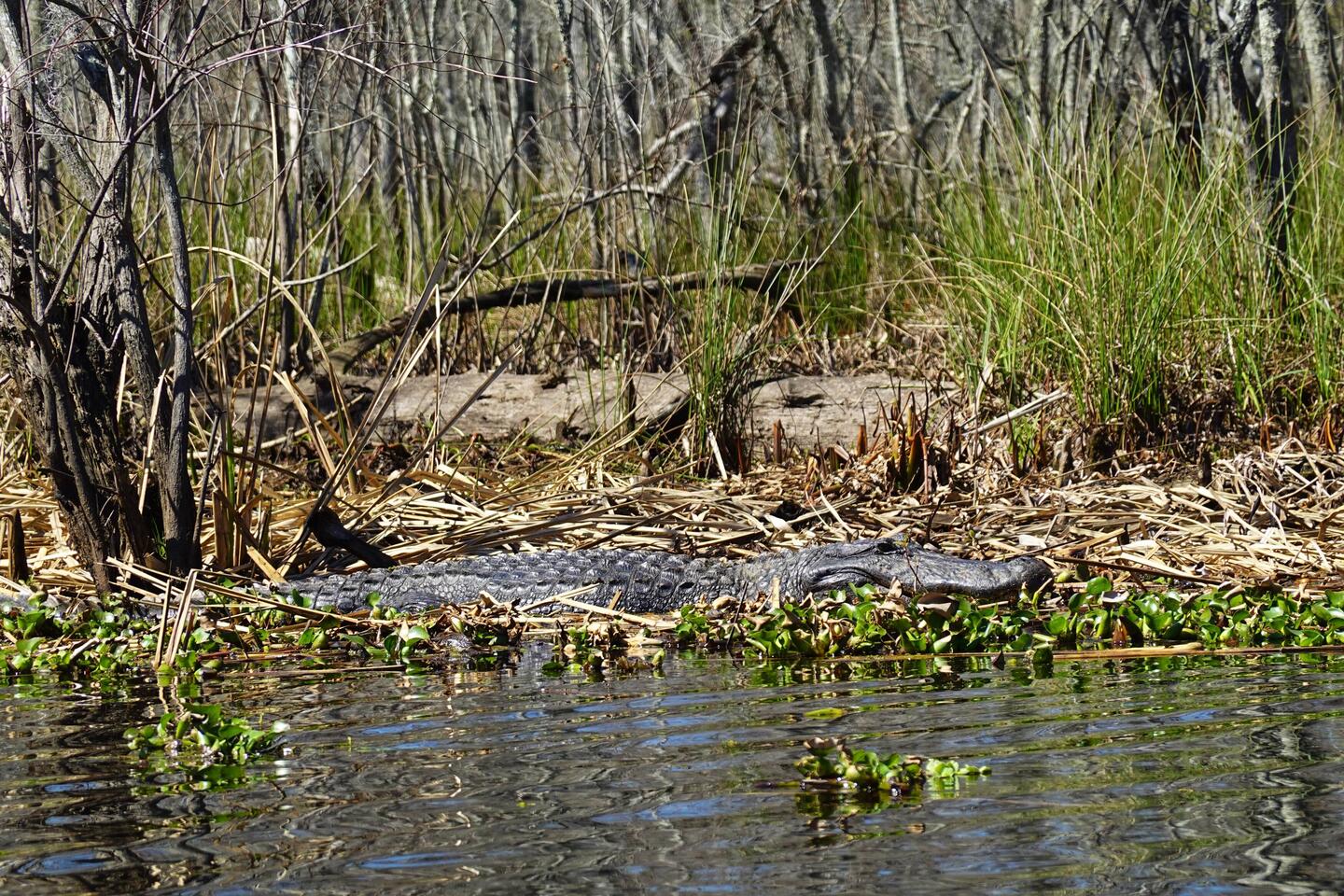 Alligator