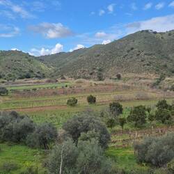 Kleine individuelle Flächen, meistens für Zitrusfrüchte🍋🍊, Wein🍇 und Oliven🫒 genutzt.