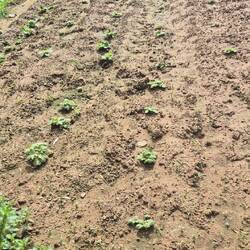 Und hier sind die Kartoffelreihen🥔 schon sichtbar.