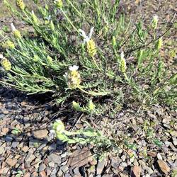 Schopflavendel in weiß