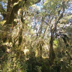La forêt enchantée (peut être la trouverez vous un peu maléfique)