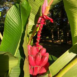 Pink bananas