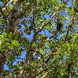 Black blobs are sleeping monkeys