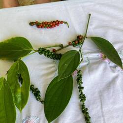Peppercorns