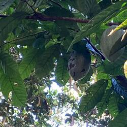 Cacao pod