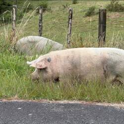 Auch Schweine gibt es in Neuseeland