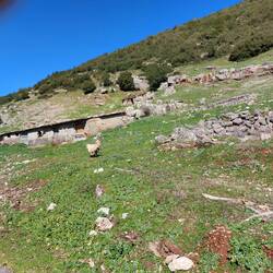 Da hab ich die Füße in die Hand genommen...Schafwächter 🏃‍♀️‍➡️