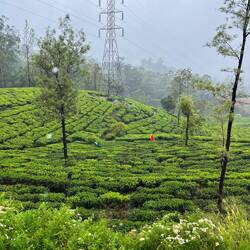 Tea plantations