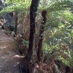 The early morning sun cast beautiful shadows on the trail.