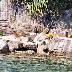 One slow pass by Adele Island where some fur seals hang out.