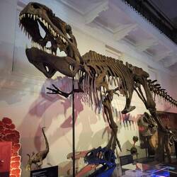 Keine Dino-Ausstellung ohne T-Rex. Faszinierend für Groß und Klein!