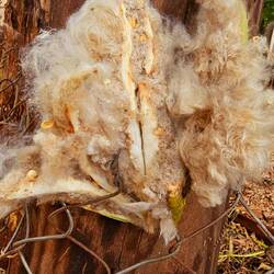 Aus der Frucht wird Kissenfüllmaterial gewonnen.