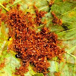 Von Mr. Vieng zerdrückte Ameisenkollonie in einem Blatt.