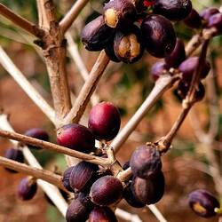 Diese werden für Nescafe verwendet. Da spielt Qualität keine Rolle lt. Mr. Vieng.