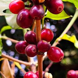 Rote Kaffeebohnen sind erntebereit und schmecken super süß.