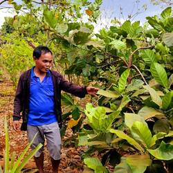Stolz werden die Kaffeepflanzen präsentiert.