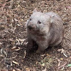 This is a Quokka