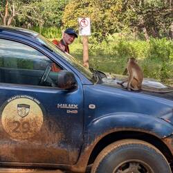 Cheeky monkeys at a rest stop