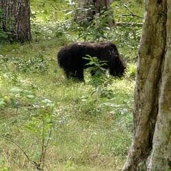 Sloth bear