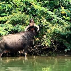 Wasserbüffel begleiten uns