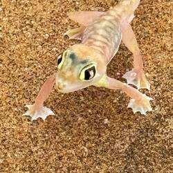 Wüstengecko